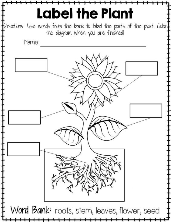 Partes de una Planta para Colorear | Juegos COKITOS
