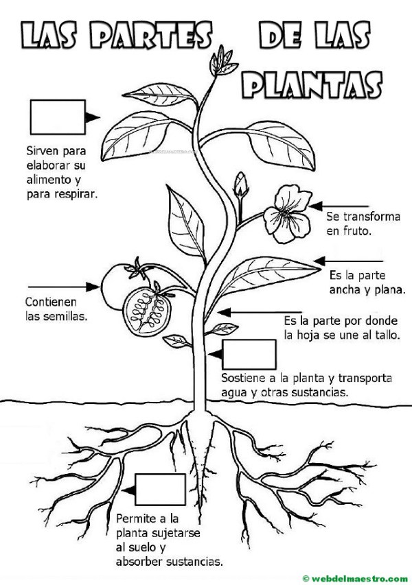 Partes De Una Planta Para Colorear Juegos Cokitos