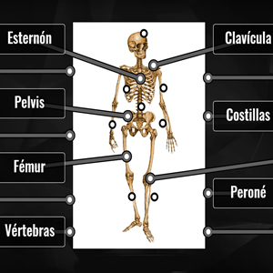 mapa huesos del cuerpo humano