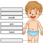 Partes del CUERPO HUMANO en inglés