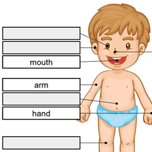 partes del cuerpo humano en inglés