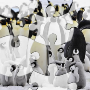 rompecabezas pingüinos