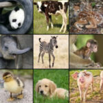 Correspondencia de Animales y sus Crías