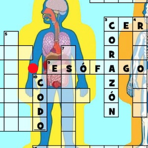 crucigrama del cuerpo humano
