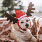 Rompecabezas de MASCOTAS EN NAVIDAD