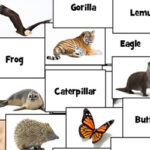 Nombres de Animales en inglés