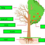 Partes del Árbol en Inglés