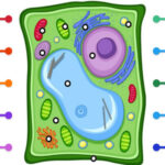 Diagrama de la CÉLULA VEGETAL