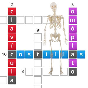 crucigrama de huesos para resolver online