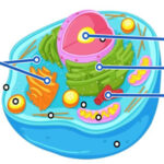 Diagrama de la CÉLULA ANIMAL