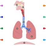 Diagrama del SISTEMA RESPIRATORIO