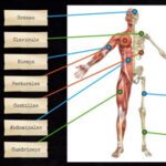 Huesos y Músculos del Cuerpo Humano