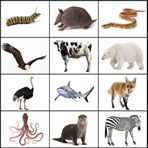 Listening de Animales en Inglés