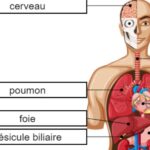 Órganos del Cuerpo en Francés