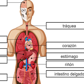 compacto Mirilla Escalera Órganos del Cuerpo Humano en Cokitos.com