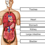 Órganos del Cuerpo en Inglés