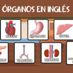 Órganos del Cuerpo Humano en Inglés