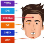 Partes de la Cara en Inglés