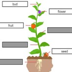 Partes de la Planta en Inglés