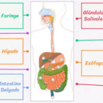 Partes del Sistema Digestivo