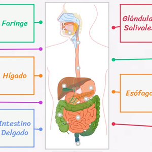 Partes del Sistema Digestivo en 