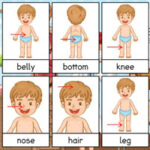 Tarjetas Vocabulario en Inglés: Partes del Cuerpo